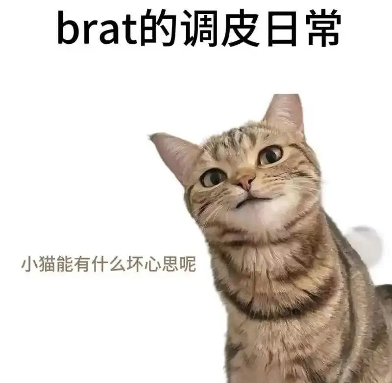 【西檬之家】小圈是什么？字母圈新人入圈全指南